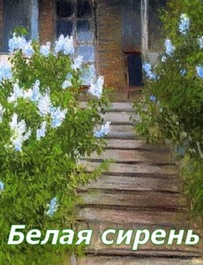 Белая сирень